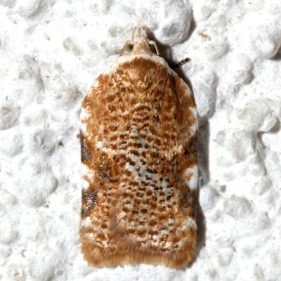 3514, Acleris cerviana, female