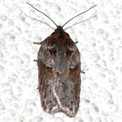 3543, Acleris maculidorsana, Black-stained Leafroller