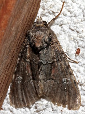 10397, Bristly Cutworm