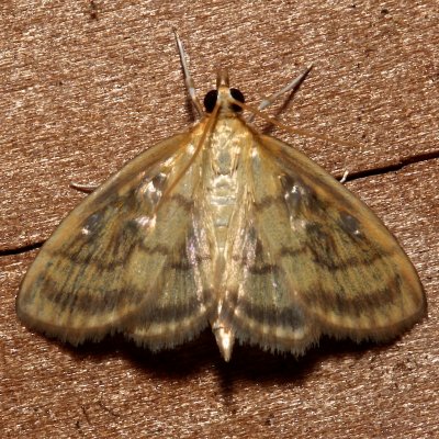 4945, Crocidophora tuberculalis,  Pale-winged Crocidophora 