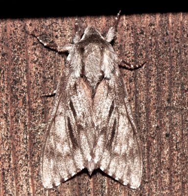 7816, Southern Pine Sphinx
