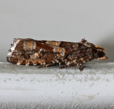 3074, Eucosma tocullionana, White Pinecone Borer