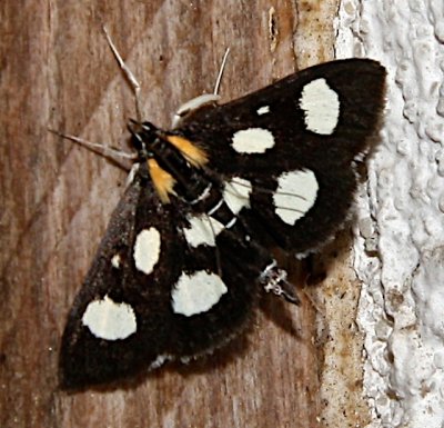 4958, Anania funebris, White-spotted Sable