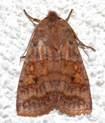 9935, Eupsilia tristigmata, Three-spotted Sallow