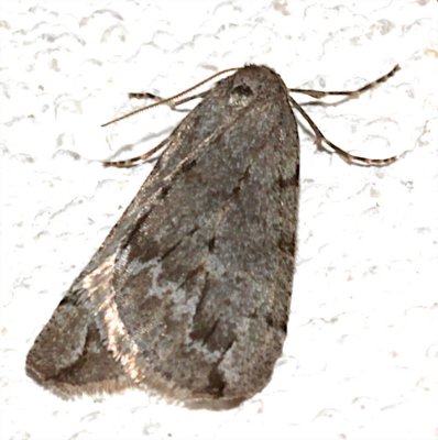6662, Paleacrita vermata, Spring Cankerworm Moth 