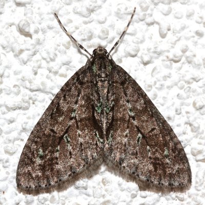 7637, Cladara limitaria, Mottled Gray Carpet Moth