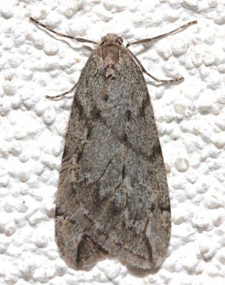 6662, Paleacrita vermata, Spring Cankerworm Moth  