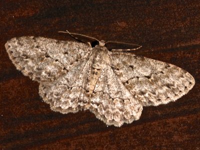 6597, Ectropis crepuscularia, Small Engrailed
