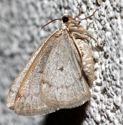 6668, Lomographa glomeraria, Gray Spring Moth 