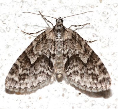 7637, Cladara limitaria, Mottled Gray Carpet