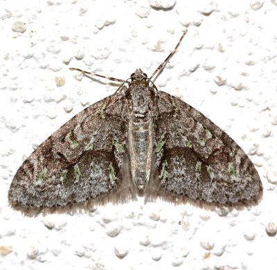 7637, Cladara limitaria, Mottled Gray Carpet
