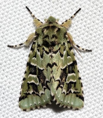 10008, Feralia comstocki, Comstock's  Sallow  