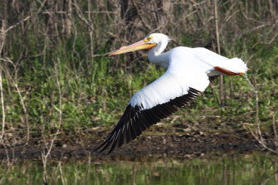 American White Pelican 010