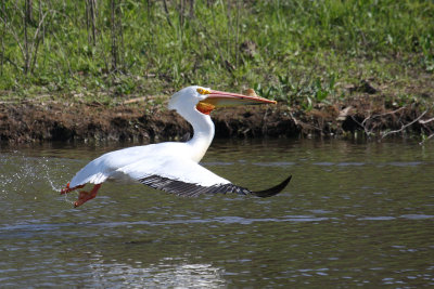 Pelicans