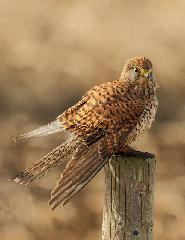 Common Kestrel (Falco tinnunculus)