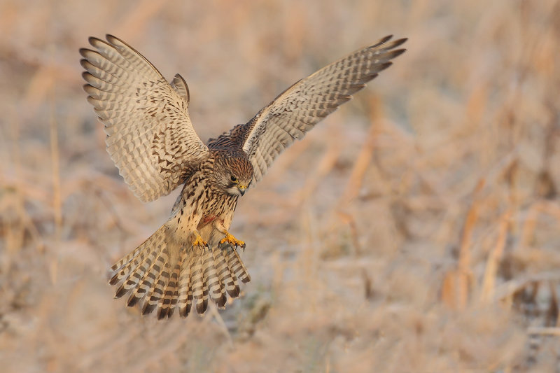Common Kestrel (Falco tinnunculus)