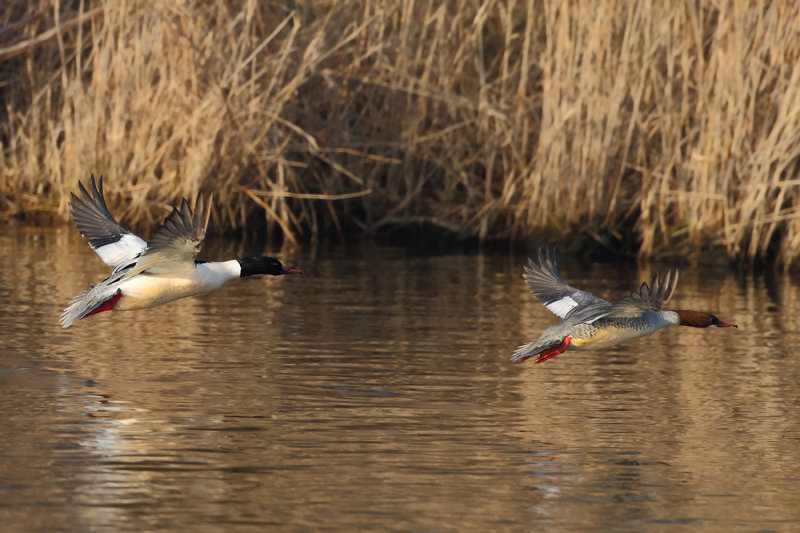 Goosander (Mergus merganser merganser) 