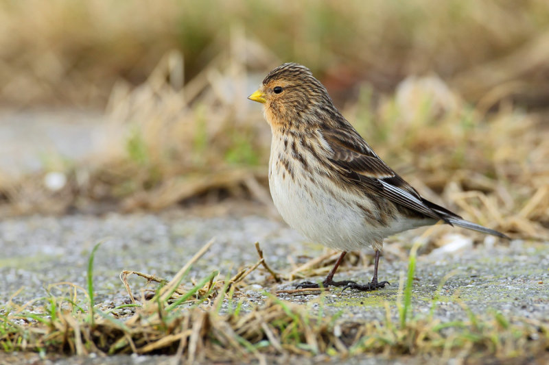 Twite -Carduelis flavirostris 