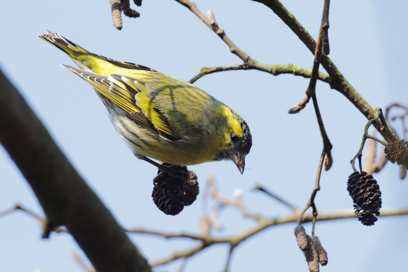 Eurasian Siskin (Carduelis spinus) 