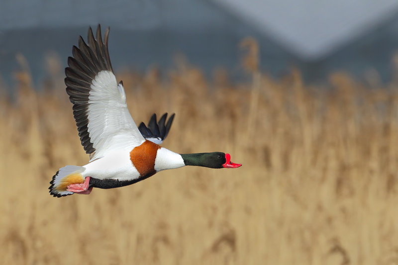 Common Shelduck (Tadorna tadorna)