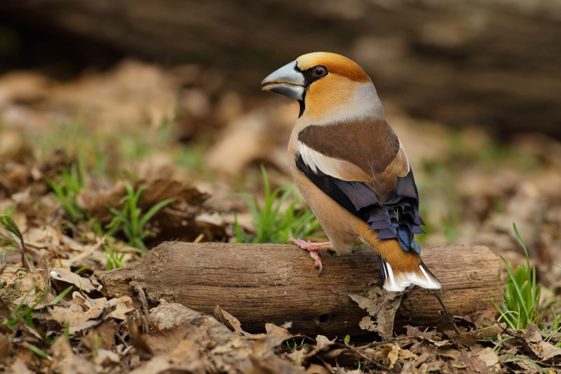 Hawfinch (Coccothraustes coccothraustes) 