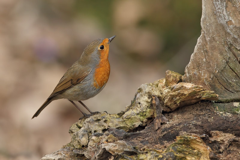 European Robin (Erithacus rubecula)