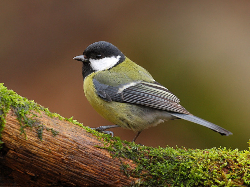 Gallery Great Tit