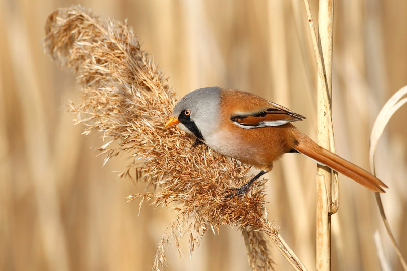 Bearded Reedling (Panurus biarmicus)