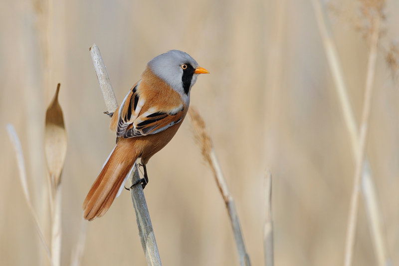 Bearded Reedling (Panurus biarmicus)