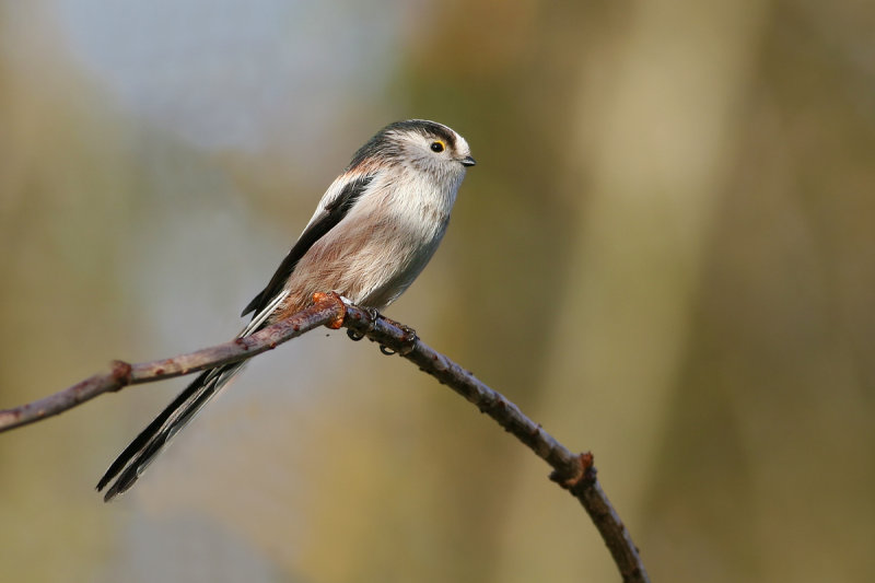 Long-tailed Tit (Aegithalos caudatus)