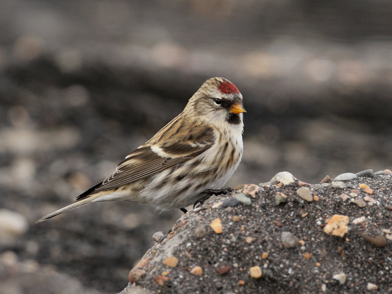 Common Redpoll (Carduelis flammea)