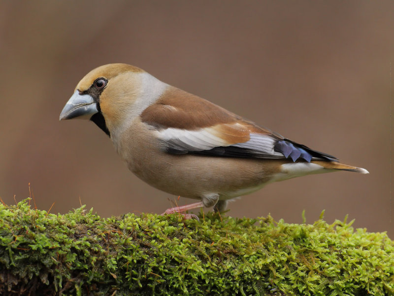 Hawfinch (Coccothraustes coccothraustes) 