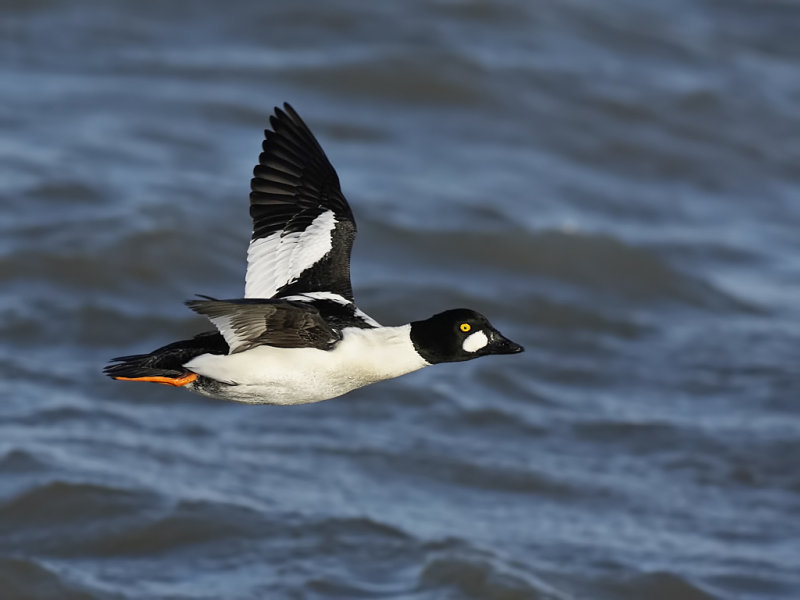 Common Goldeneye (Bucephala clangula) 