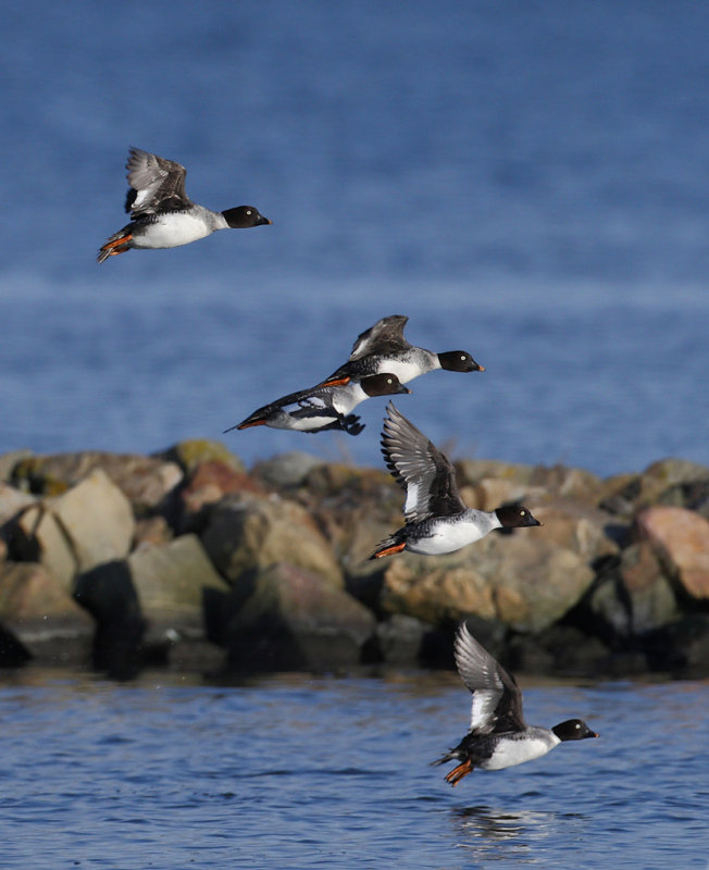 Common Goldeneye (Bucephala clangula) 