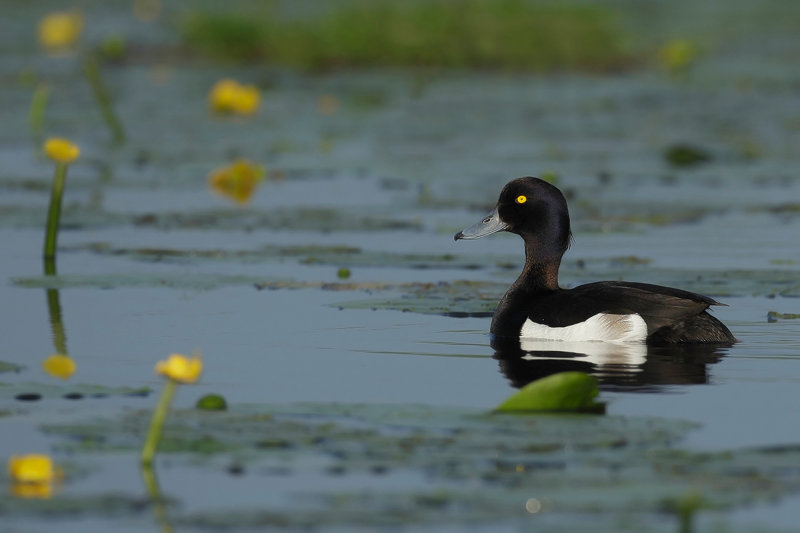 Gallery Tufted Duck