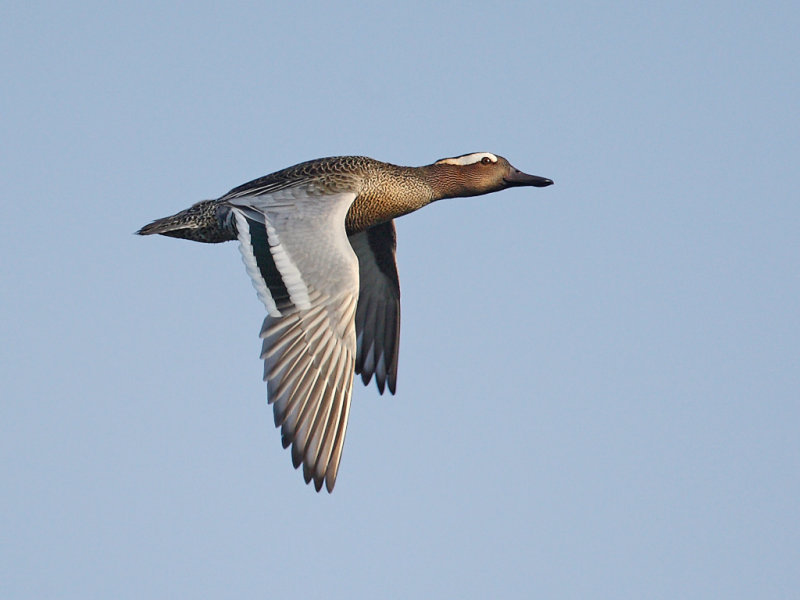 Garganey (Anas querquedula) 