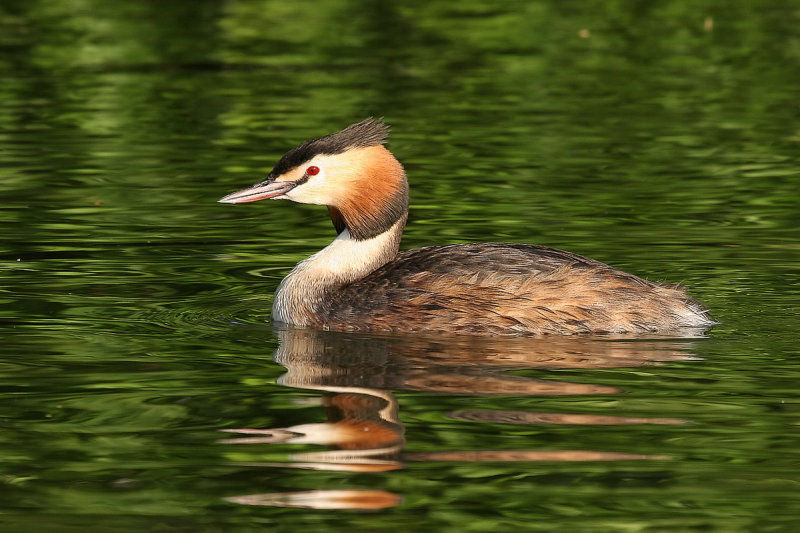 Great Crested Grebe (Podiceps cristatus)