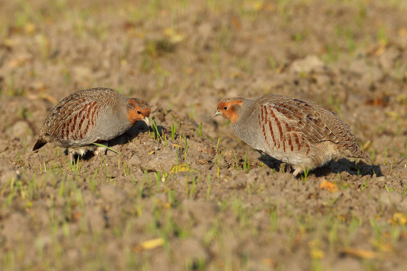 Grey Partridge (Perdix perdix)