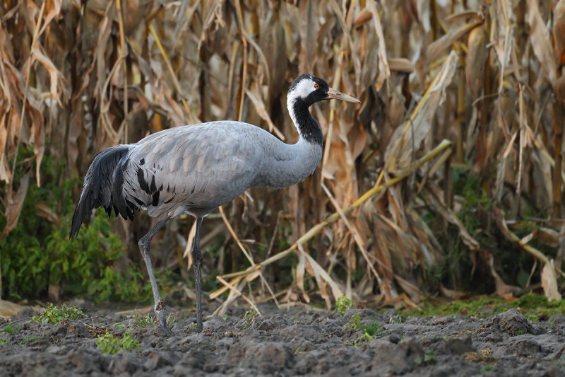 Eurasian Crane (Grus grus)