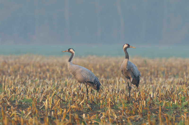 Eurasian Crane (Grus grus)