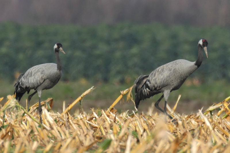 Eurasian Crane (Grus grus)