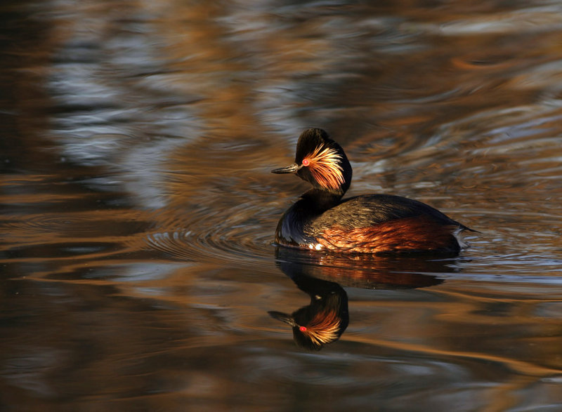 Black-necked Grebe (Podiceps nigricollis)