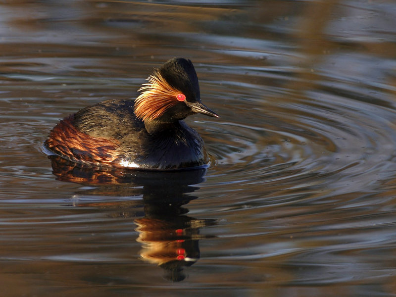 Black-necked Grebe (Podiceps nigricollis)