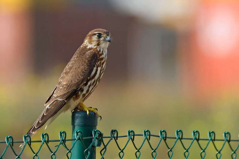 Merlin (Falco columbarius)