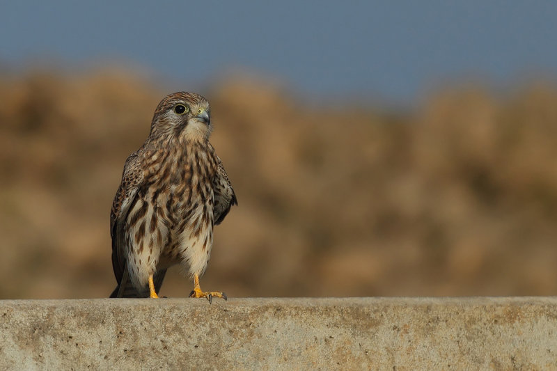 Common Kestrel (Falco tinnunculus)