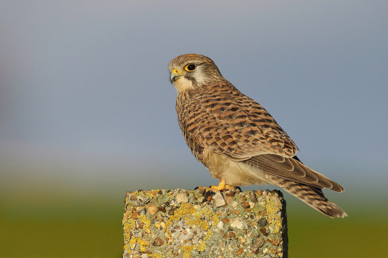 Common Kestrel (Falco tinnunculus)