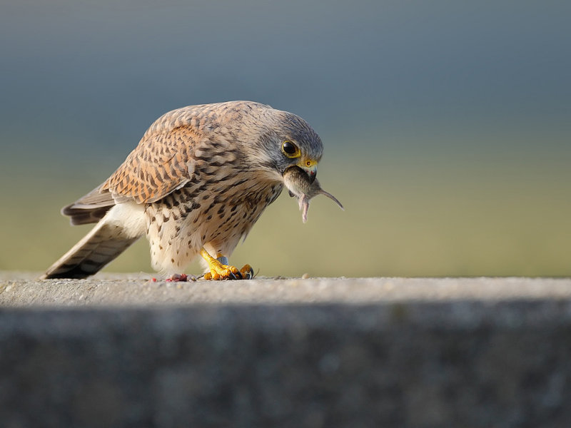 Common Kestrel (Falco tinnunculus) 
