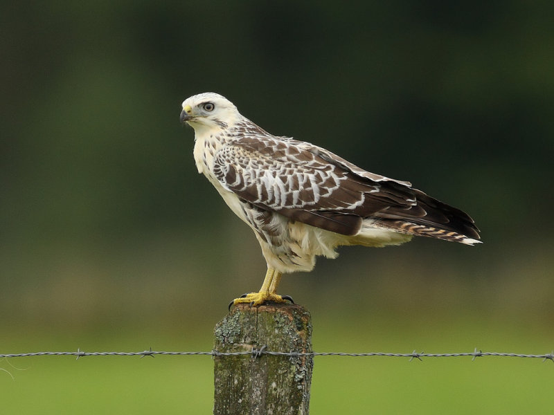 Buizerd (Buteo buteo)