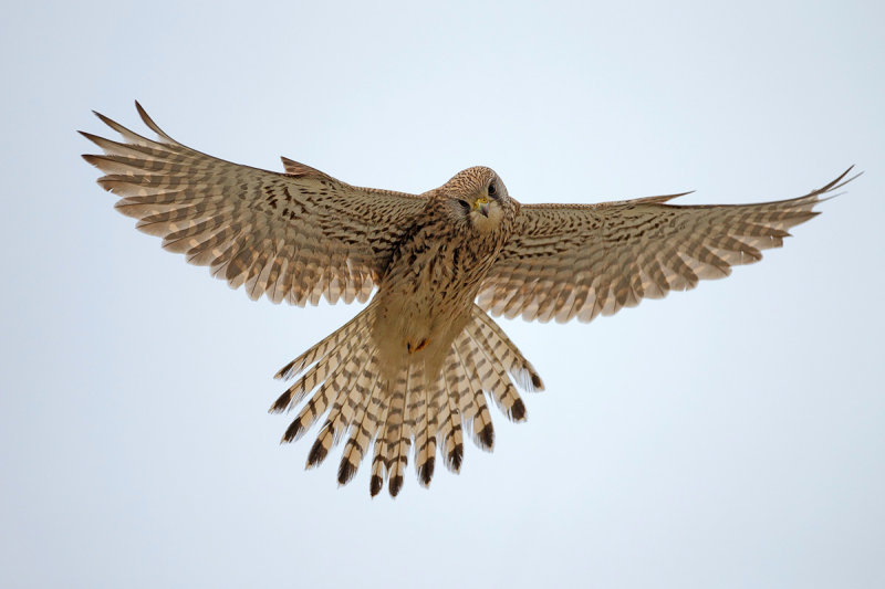 Common Kestrel (Falco tinnunculus)