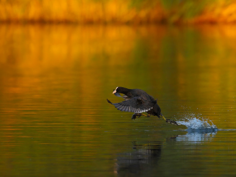 Eurasian Coot (Fulica atra) 